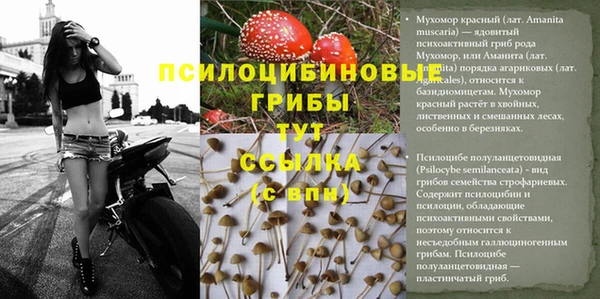 сатива Пересвет