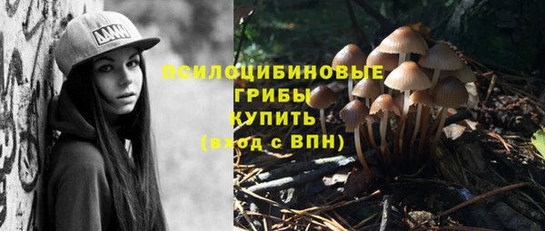сатива Пересвет
