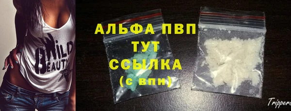 сатива Пересвет